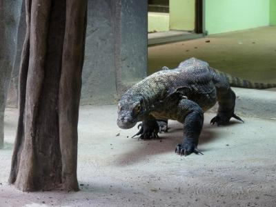 Dragon de Komodo - 2020