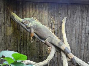 Iguane vert
