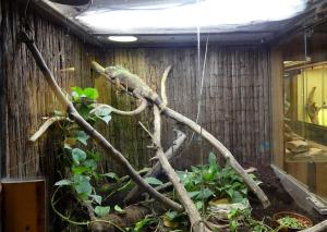Iguane vert