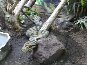 Python d'Améthyste