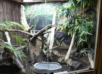 Python d'Améthyste - 2020