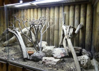 Python d'Angola - 2020