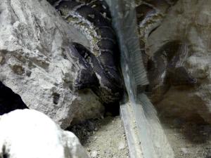 Python d'Angola