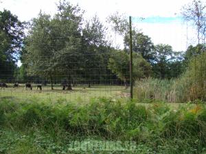 Gnou à queue blanche