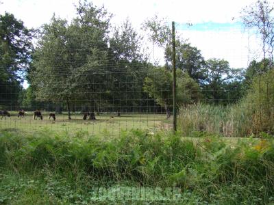 Gnou à queue blanche - 2010