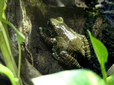 Rainette Kunawalous - 2020