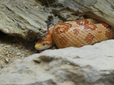 Serpent des blés - 2020