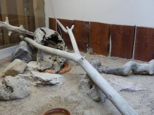 Serpent des blés