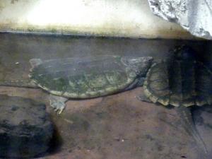 Tortue alligator