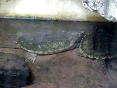 Tortue alligator - 2020