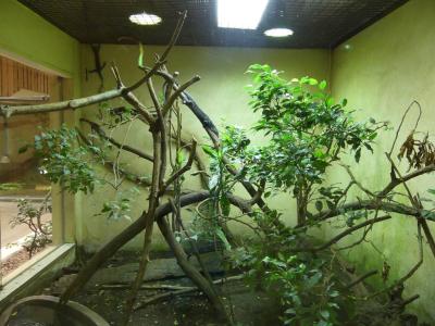 Varan de Mac Rae - 2020