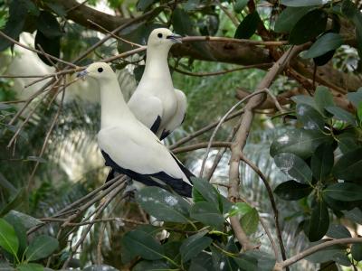 Carpophage blanc - 2020