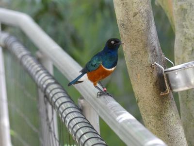 Choucador pourpré - 2020