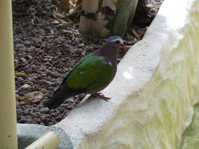 Colombine turvert - 2020