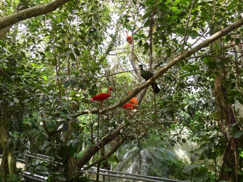 Ibis rouge