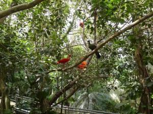 Ibis rouge