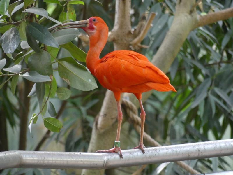 Ibis rouge