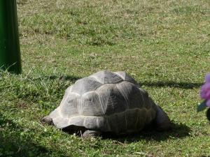 Tortue géante d'Aldabra