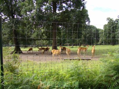 Cerf de Duvaucel - 2010