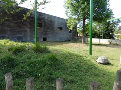 Tortue géante d'Aldabra - 2020