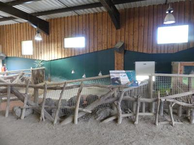 Tortue géante d'Aldabra - 2020