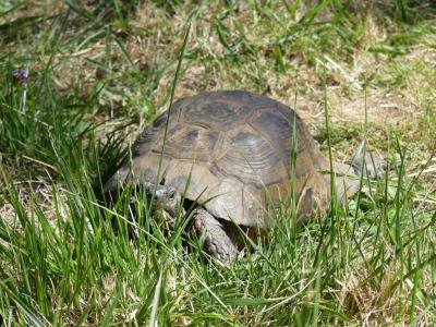 Tortue grecque - 2020