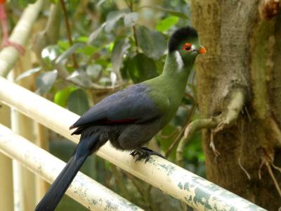 Touraco à joues blanches - 2020