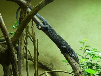 Varan de Mac Rae - 2020