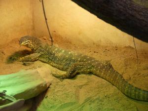 Varan des sables