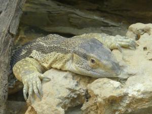 Varan des steppes