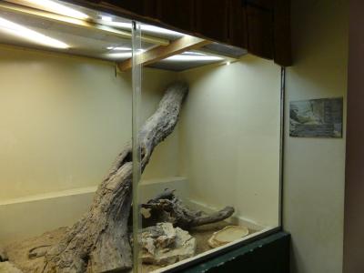 Varan des steppes - 2020