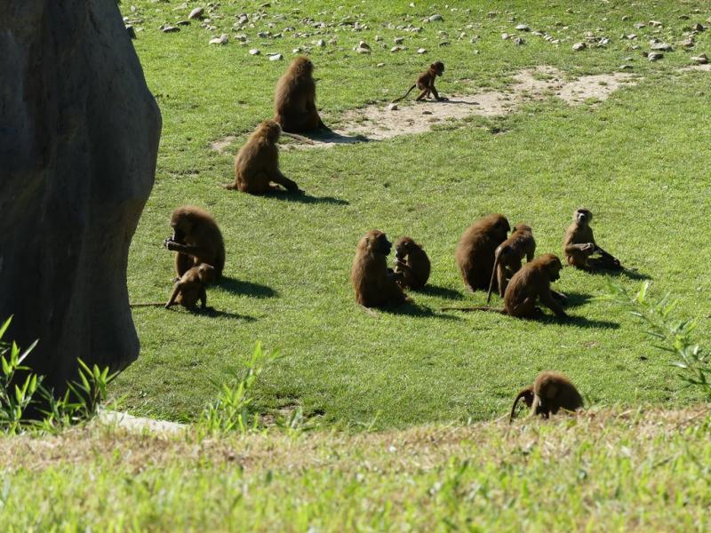 Babouin de Guinée