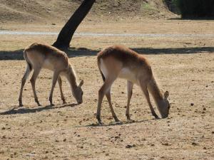 Cobe de Lechwe