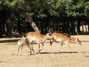 Cobe de Lechwe