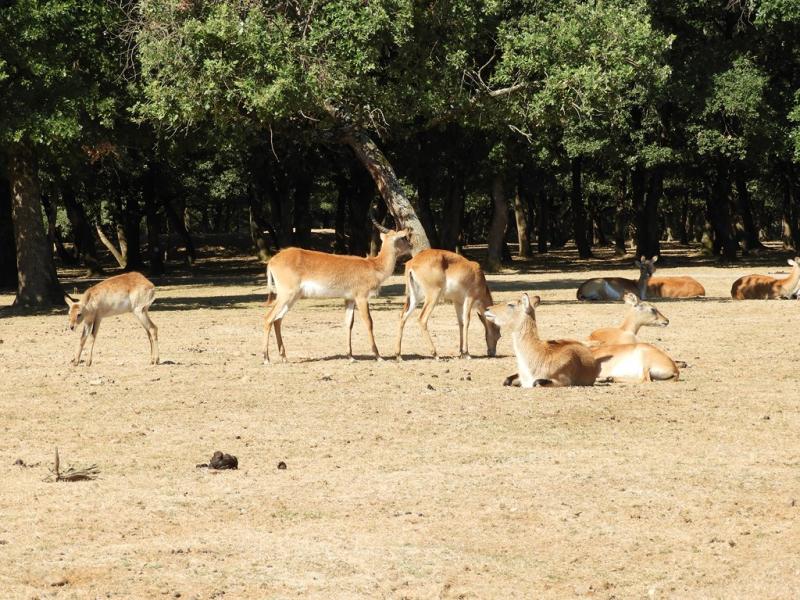 Cobe de Lechwe