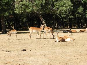 Cobe de Lechwe
