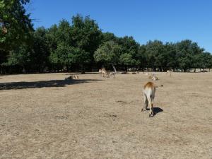 Cobe de Lechwe