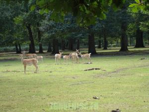 Daim de Mésopotamie