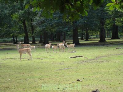 Daim de Mésopotamie - 2010