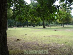 Daim de Mésopotamie