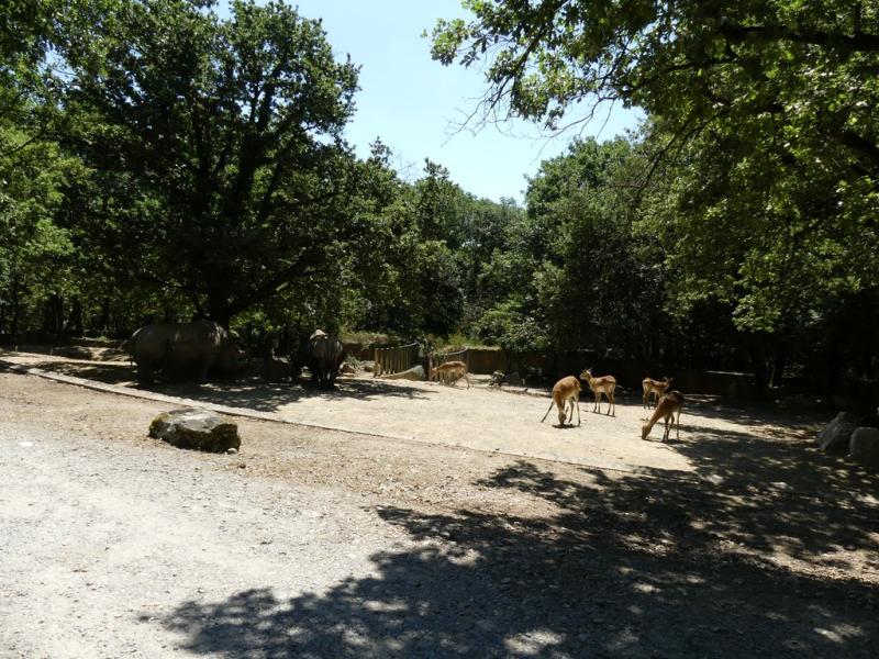 Rhinocéros blanc
