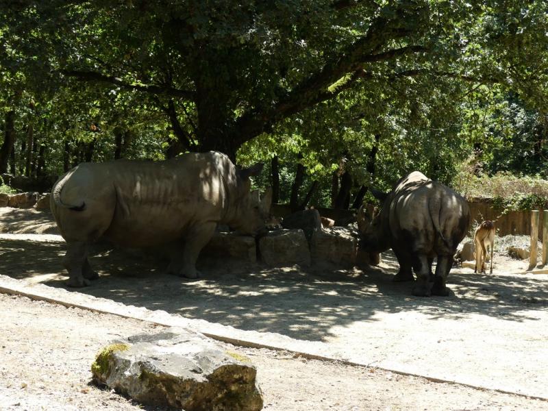 Rhinocéros blanc