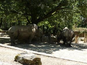 Rhinocéros blanc