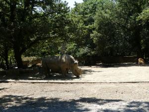 Rhinocéros blanc