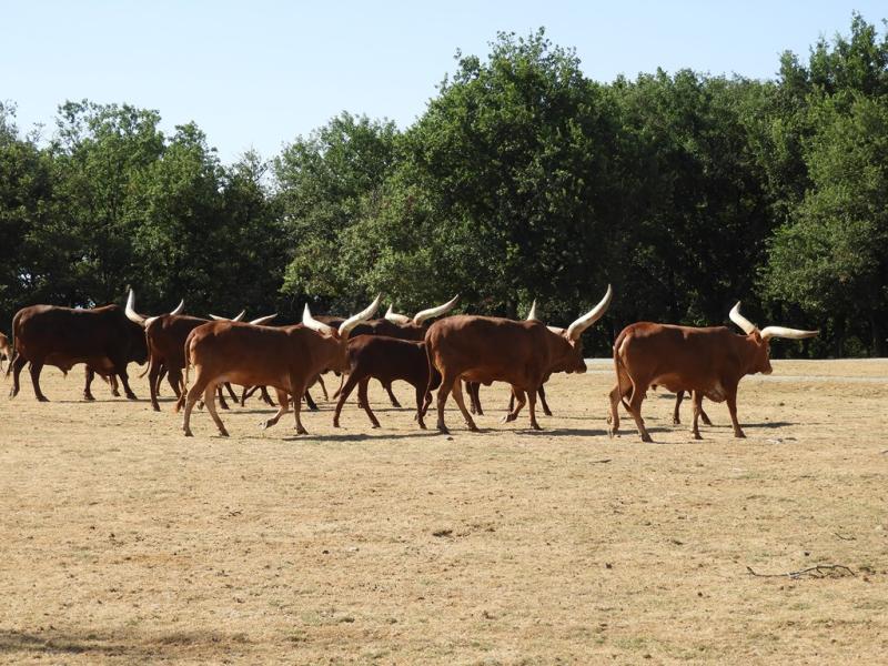 Boeuf watusi