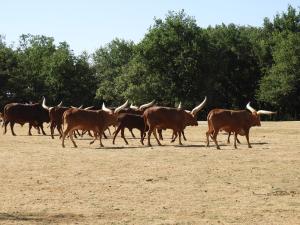 Boeuf watusi