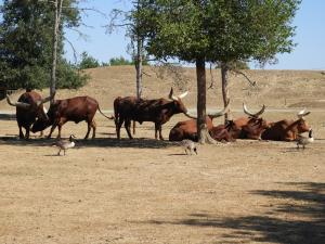 Boeuf watusi