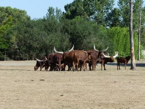 Boeuf watusi