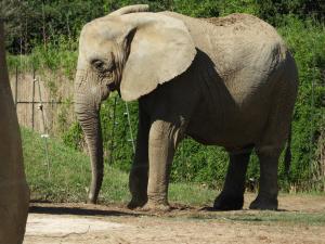 Eléphant d'Afrique