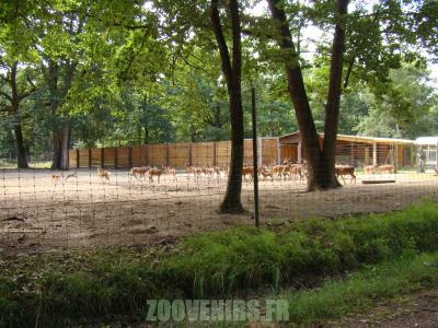 Sika du Japon - 2010